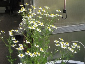 Chamomile