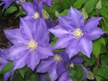 Clematis
