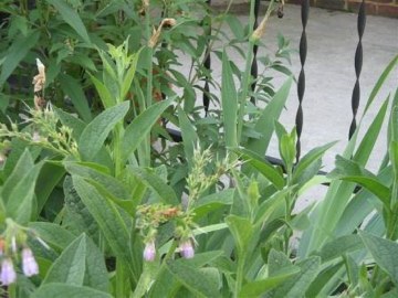 Comfrey 