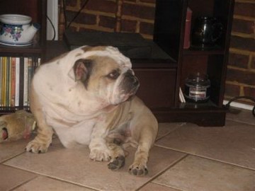 Bulldog